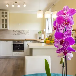 https://apartman-maxim.pula-hotels.org
